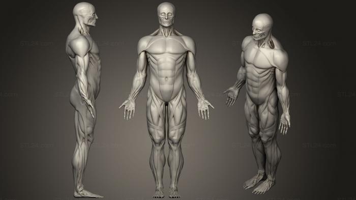 Anatomy of skeletons and skulls (Human muscle20, ANTM_0716) 3D models for cnc